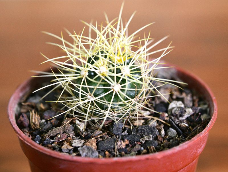 Discocactus albispinus Discocactus albispinus