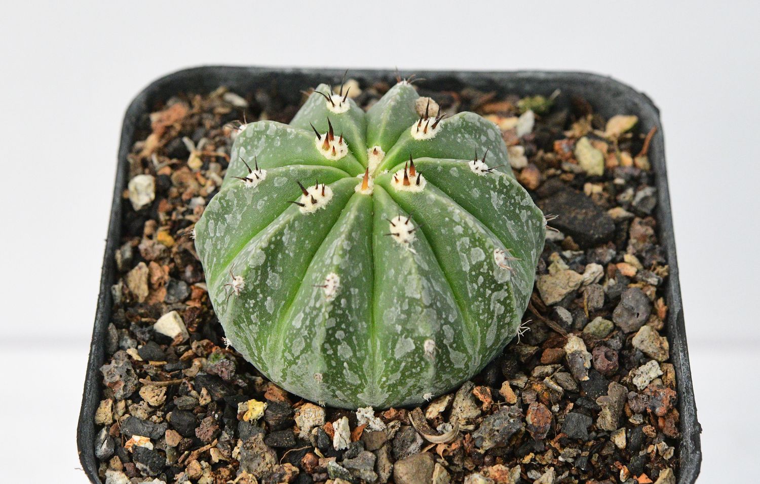 monstera del thai constellation Monstera deliciosa 'Thai Constellation' 6cm