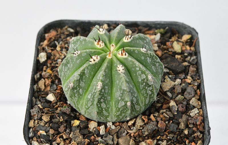 Melocactus maxonii var. inermis Melocactus maxonii var. inermis