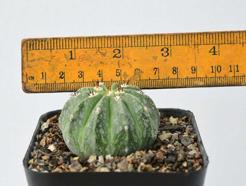Melocactus maxonii var. inermis with ruler for size reference
