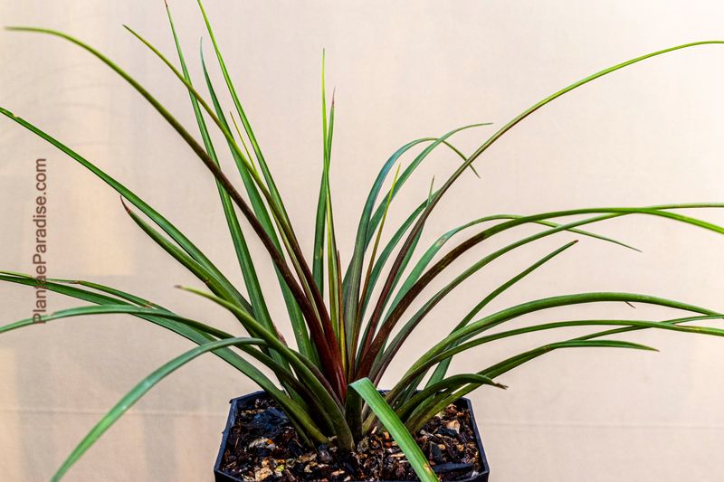 Pink Quill (Wallisia or Tillandsia cyanea)