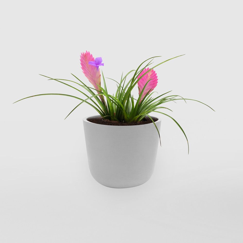 Pink Quill (Wallisia or Tillandsia cyanea) Pink Quill (Wallisia or Tillandsia cyanea)