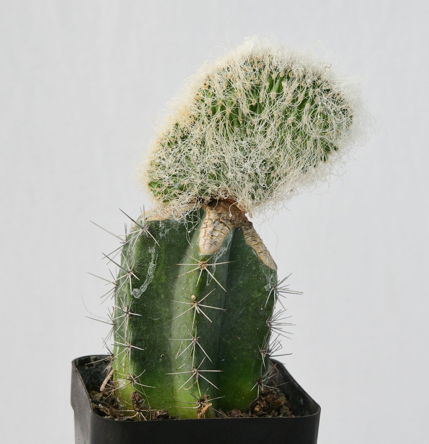 Cephalocereus senilis Crest