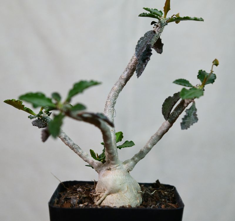 Euphorbia ambovombensis Euphorbia ambovombensis