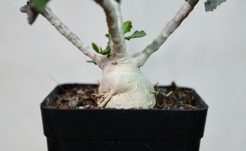 Euphorbia ambovombensis