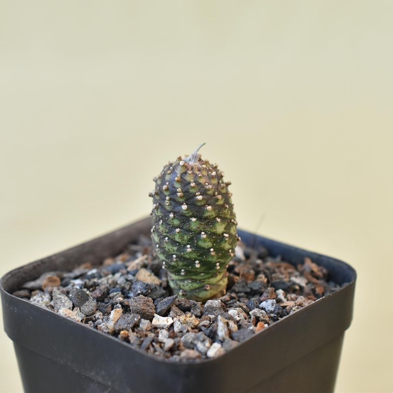 Euphorbia hadramautica