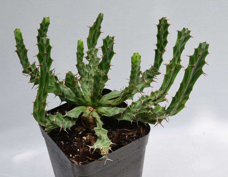 Euphorbia persistens Euphorbia persistens