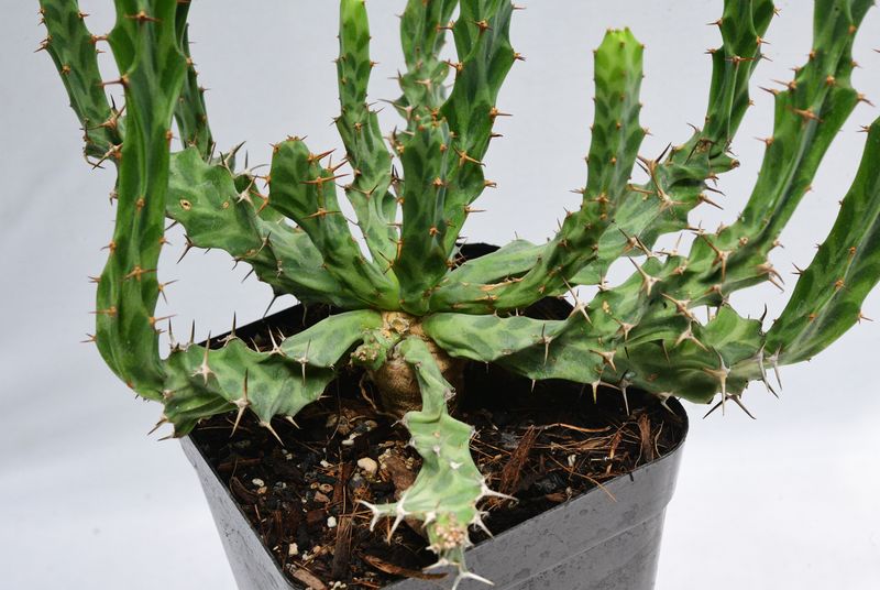 Euphorbia persistens