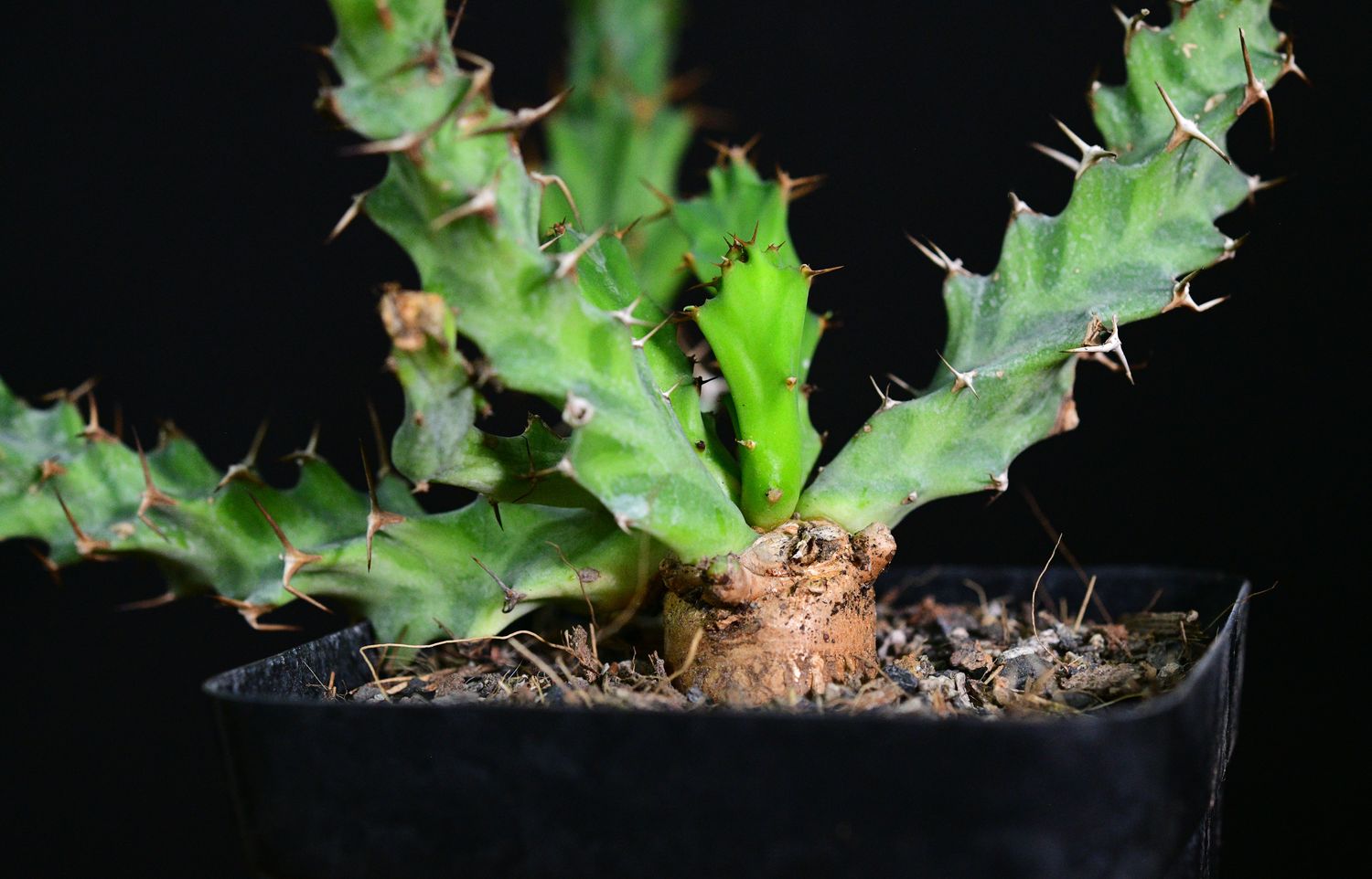 Euphorbia persistens front view