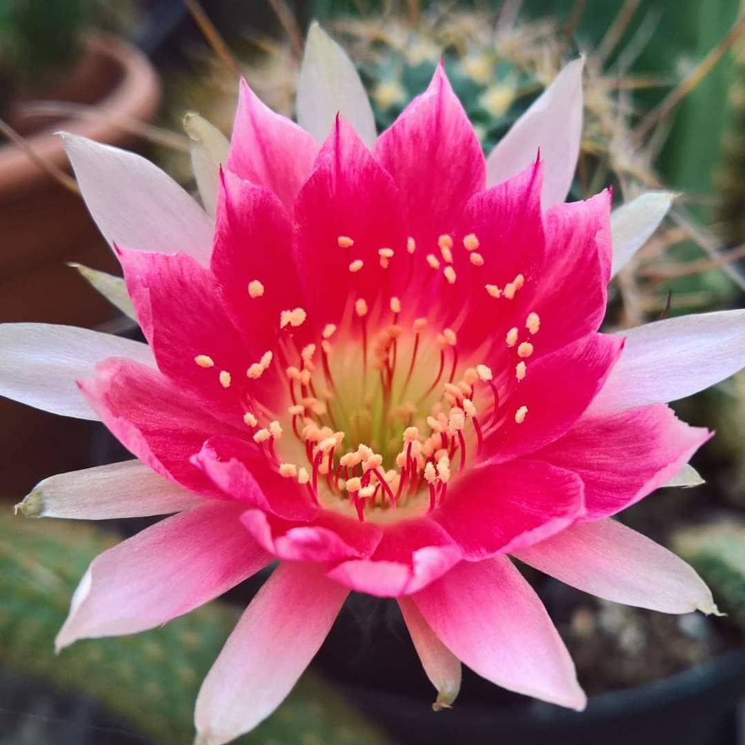 Lobivia hybrid Sylvia-Flower