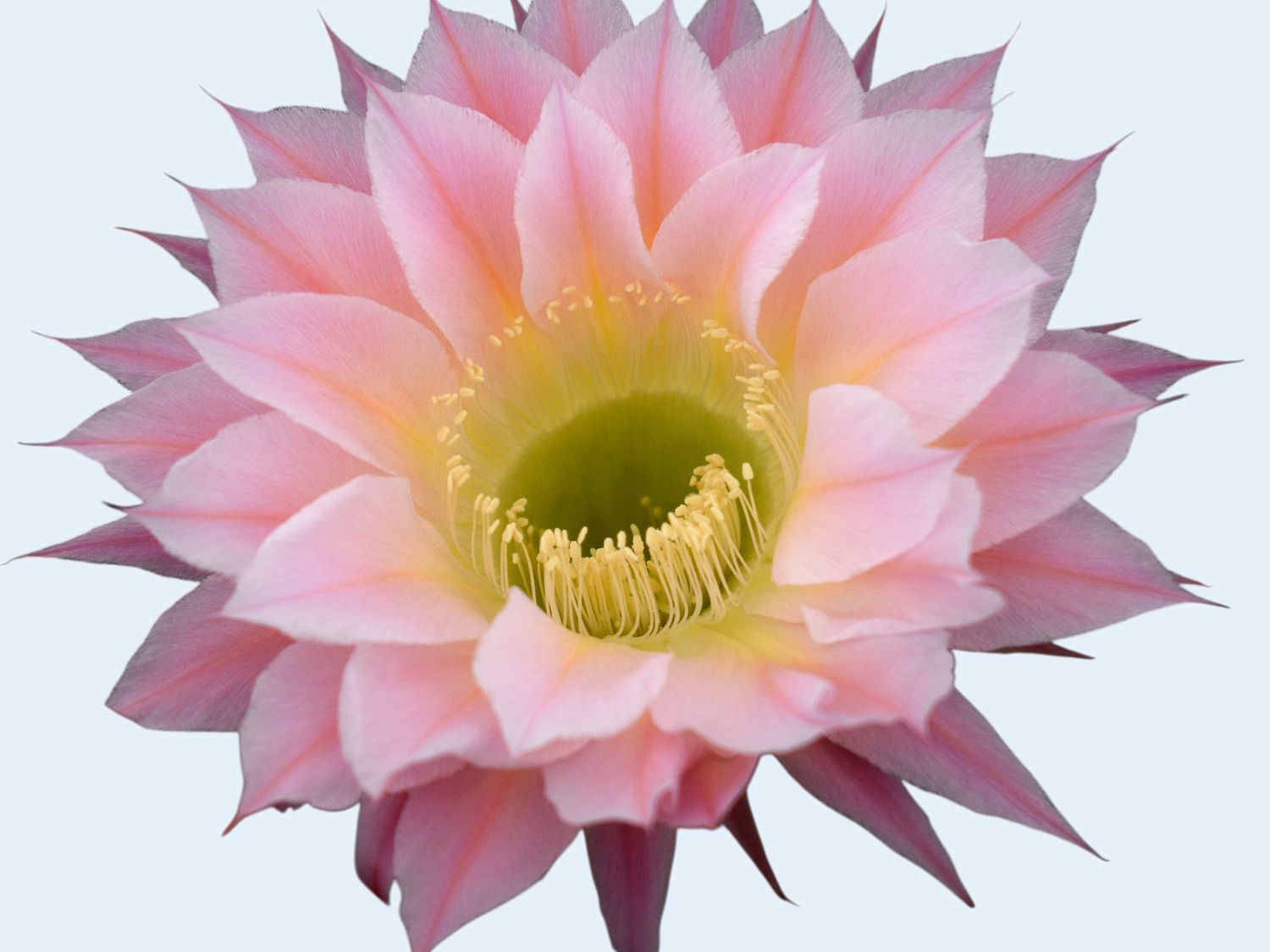 Echinopsis hybrid Cicero-FLOWER