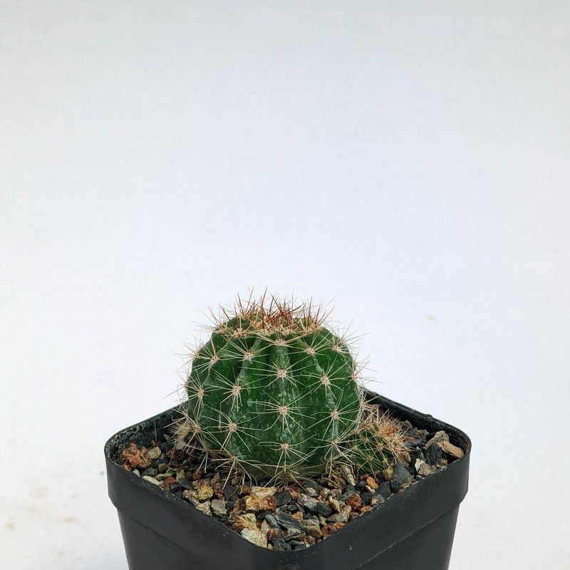 Echinopsis hybrid Cicero young plant in pot