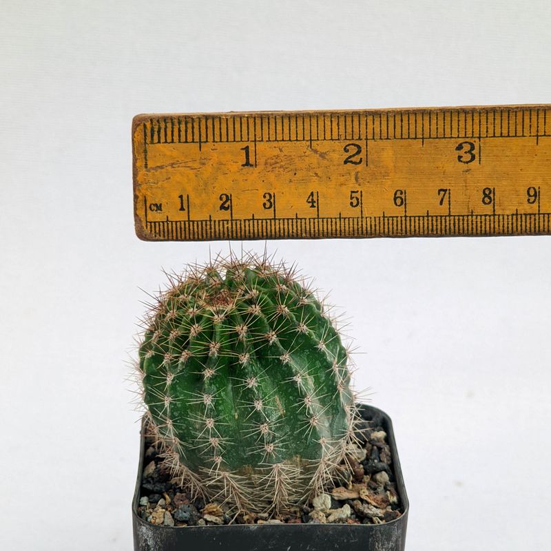 Echinopsis hybrid Barbara S