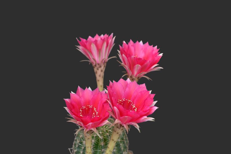 Echinopsis hybrid Odin-FLOWER