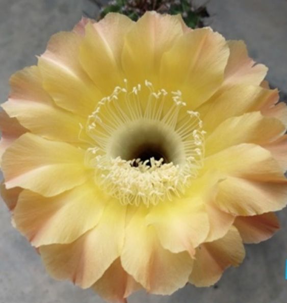 Echinopsis hybrid Edward Jenner-FLOWER