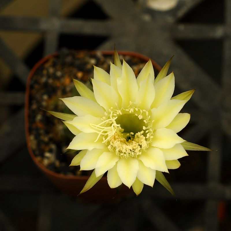Echinopsis hybrid Edward Jenner-FLOWER