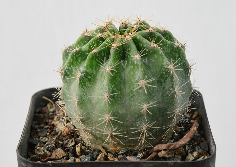 Echinopsis hybrid Edward Jenner (Vintage Form) full plant view