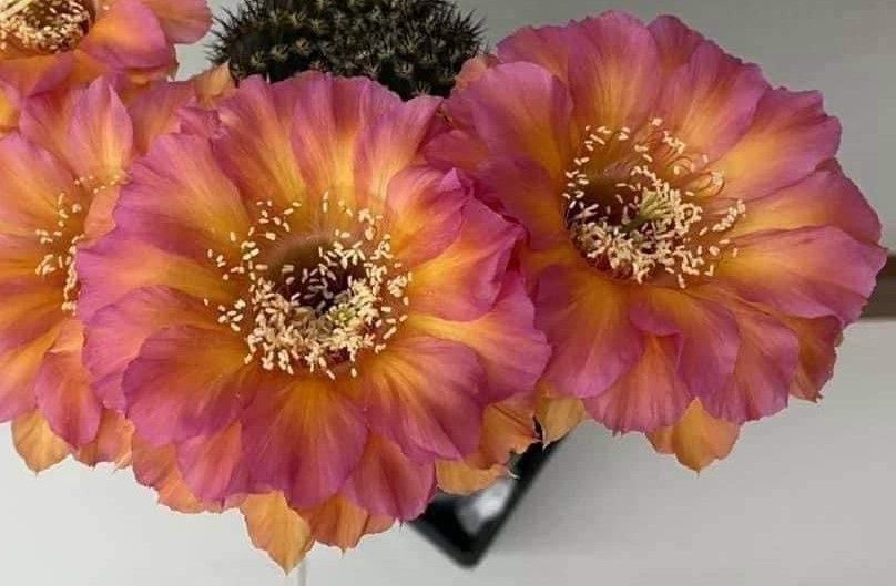 Lobivia hybrid Tundra Sunset in bloom with pink and yellow flowers