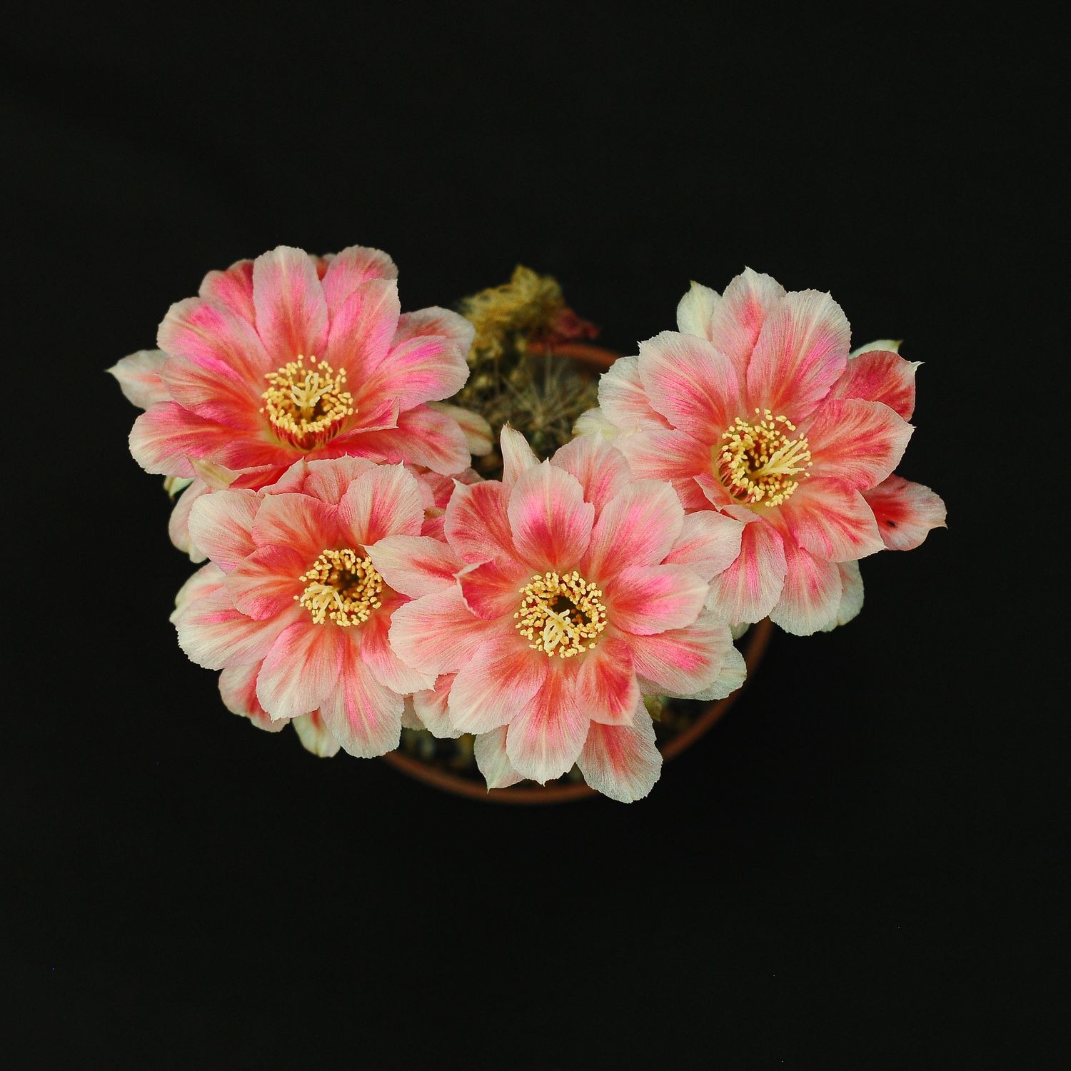 Lobivia hybrid Splash in bloom with pink and red flowers
