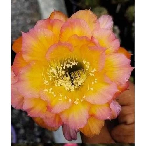 Echinopsis hybrid Arbesque