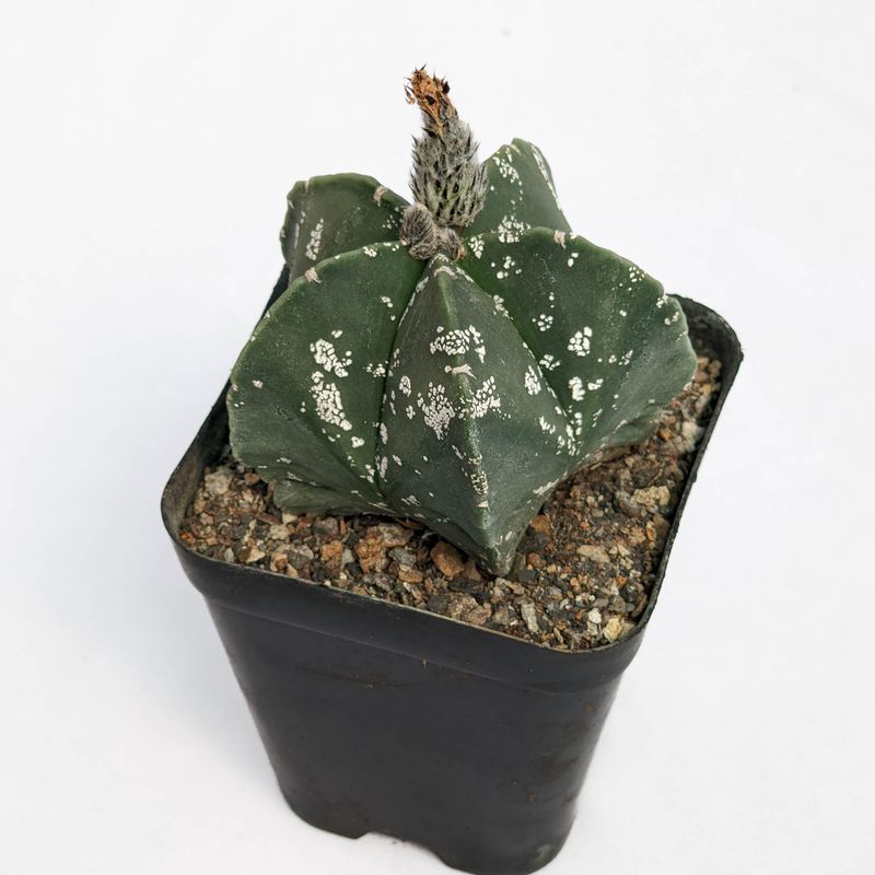 Astrophytum myriostigma CV NUDUM HAKUUN