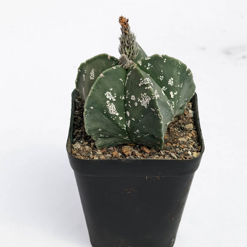 Astrophytum myriostigma CV NUDUM HAKUUN
