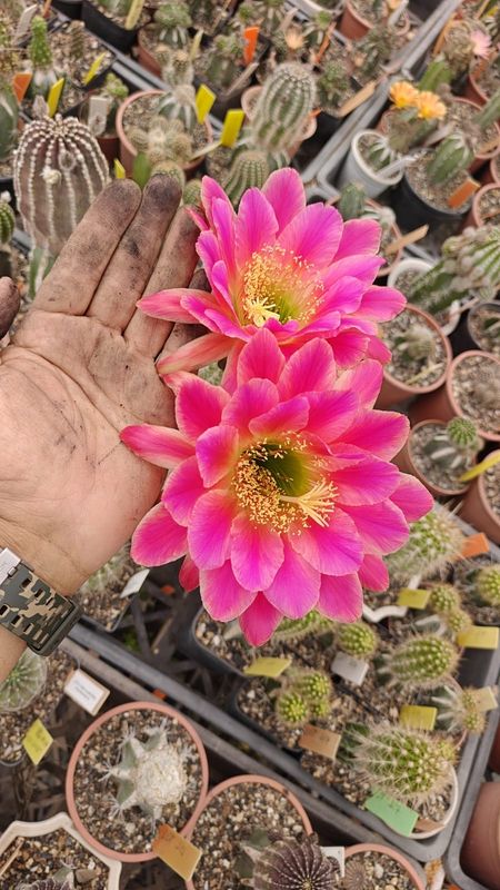 Echinopsis hybrid Annete Liske