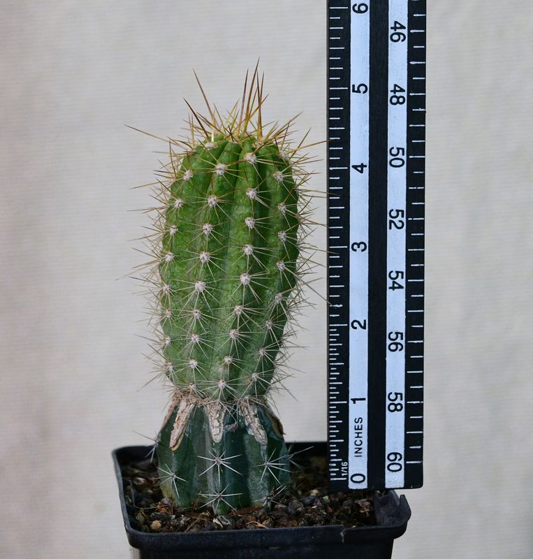 Echinopsis hybrid Annete Liske young plant with ruler for size reference