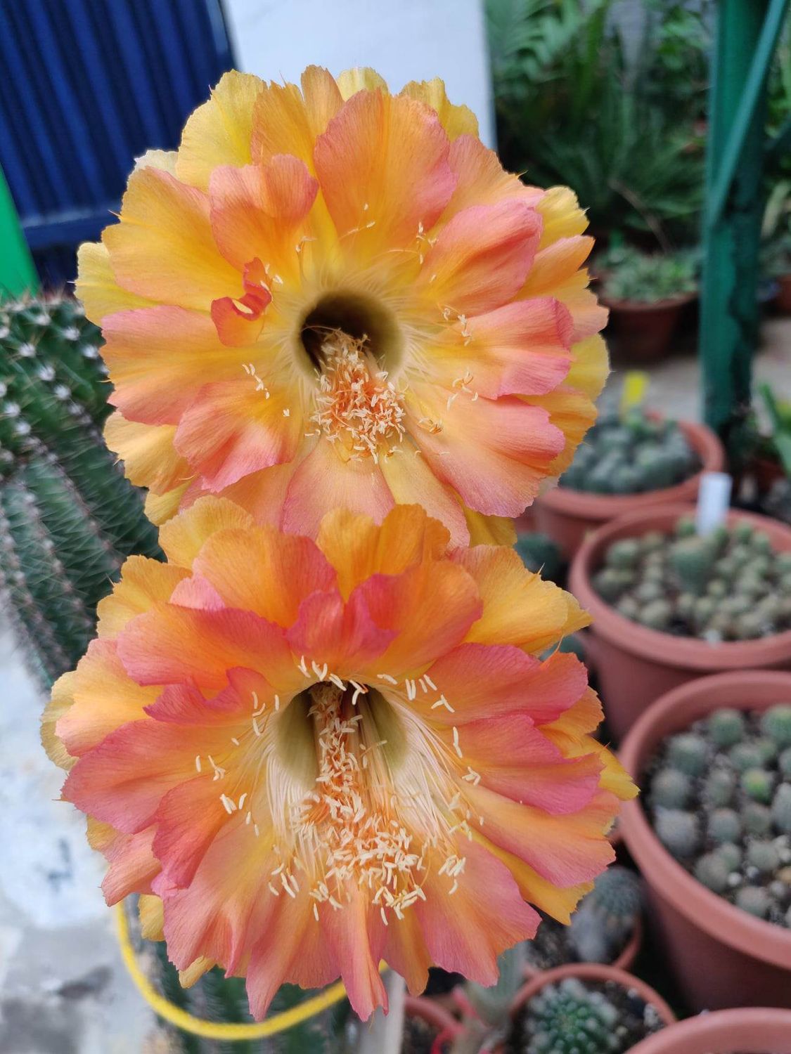Echinopsis hybrid After Glow Echinopsis hybrid After Glow