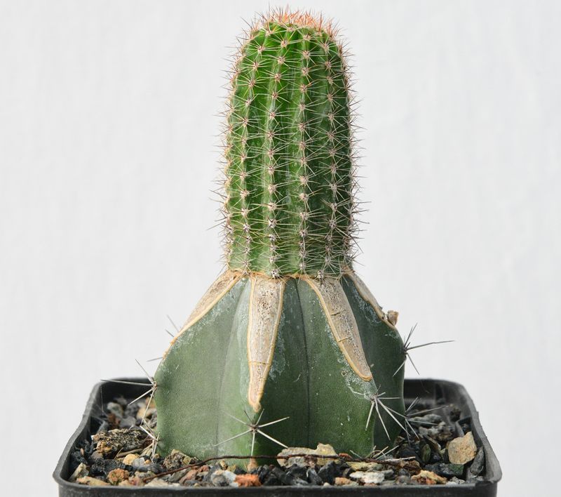 Echinopsis hybrid After Glow