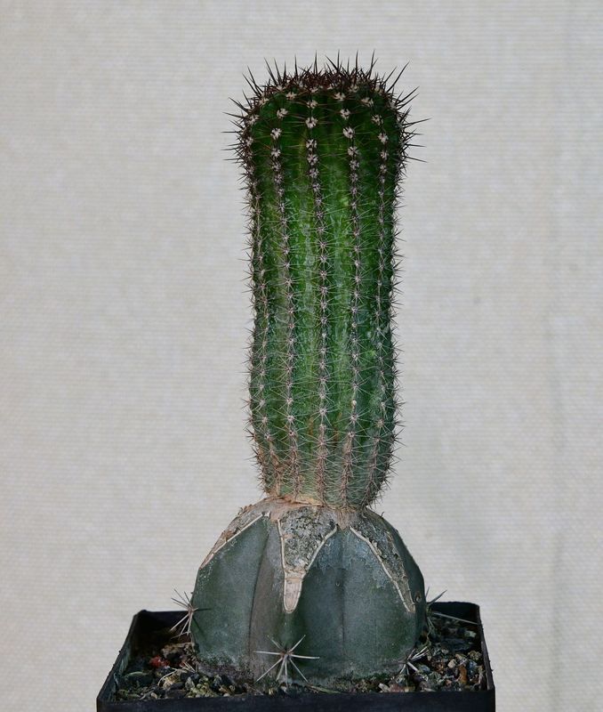 Echinopsis hybrid After Glow columnar body with ruler for size reference