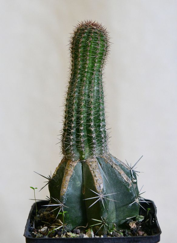 Echinopsis hybrid After Glow