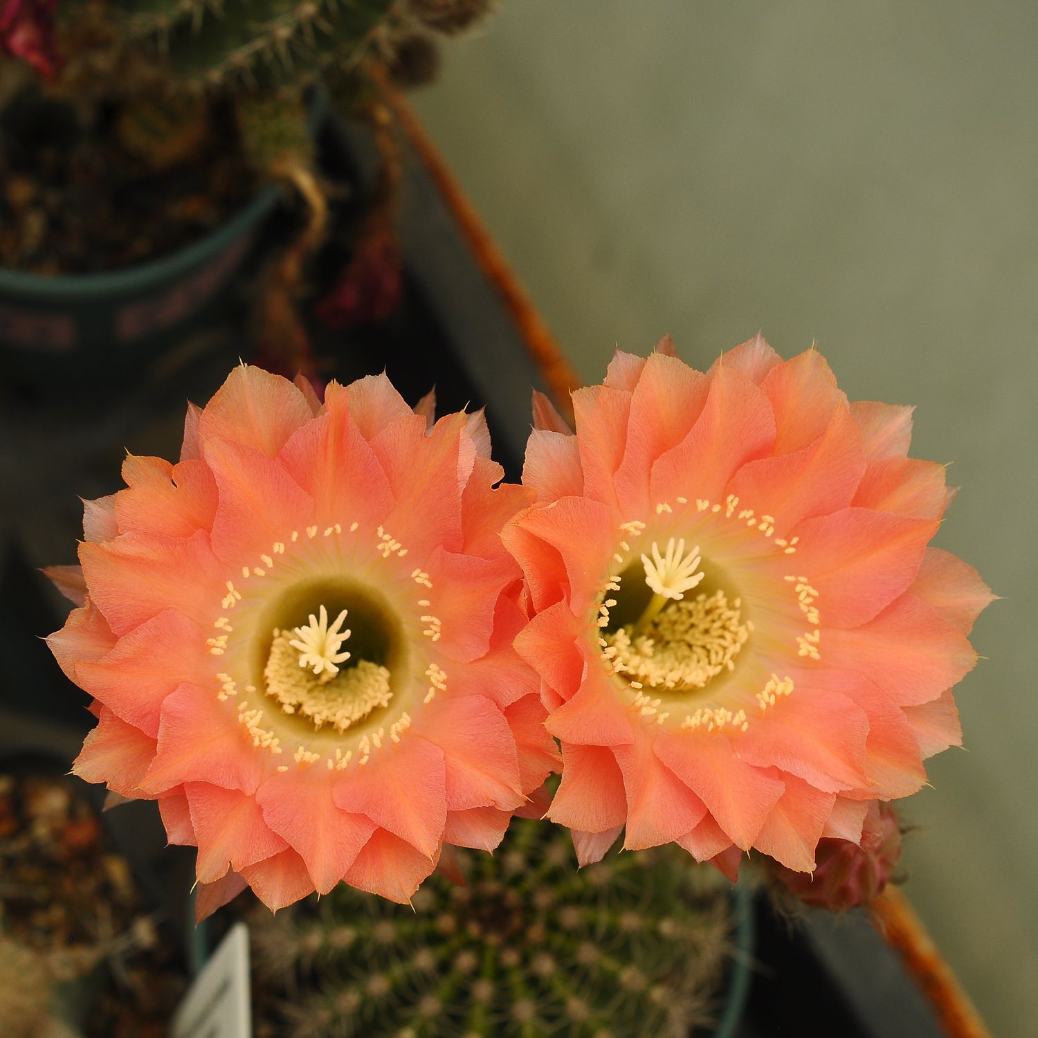 Echinopsis hybrid Salmon Blush in full bloom with two salmon-pink flowers