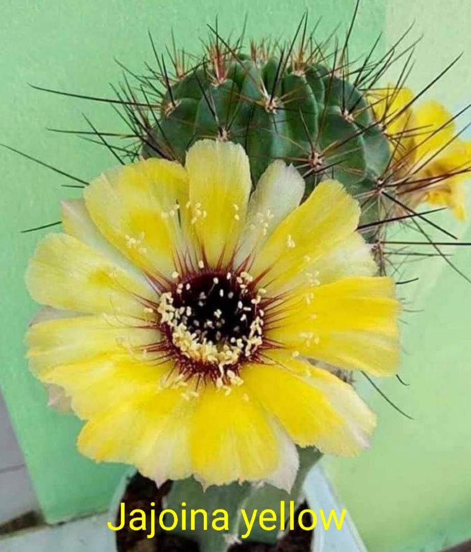 Lobivia Jajoina YELLOW