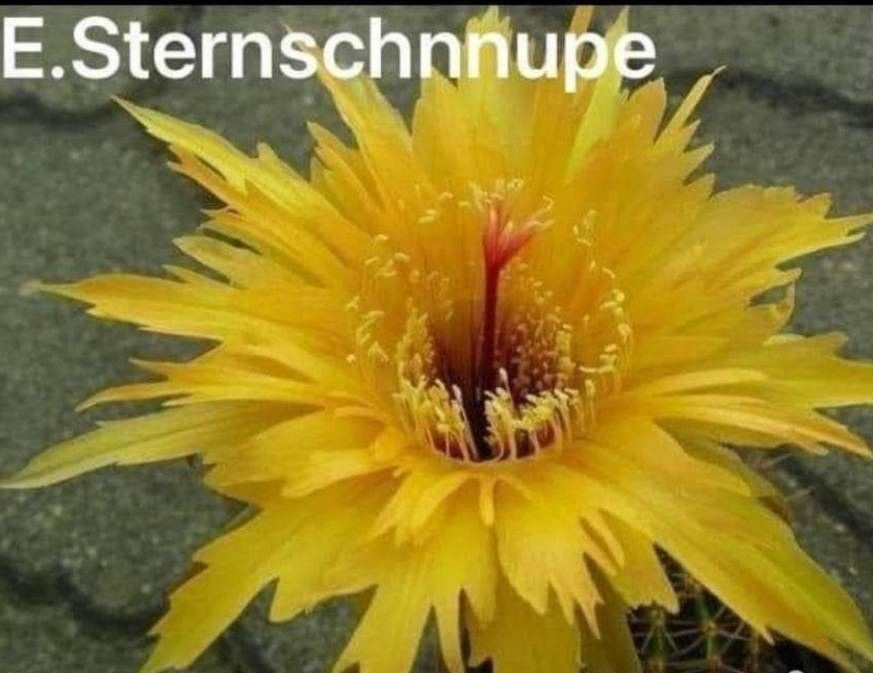 Trichocereus hybrid E. Sternschnuppe in bloom with yellow flowers