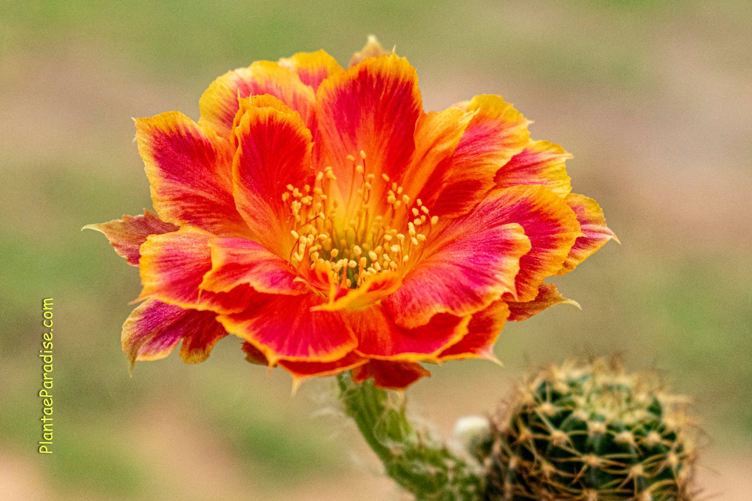 Lobivia hybrid Big Red Light in bloom with red and yellow flowers