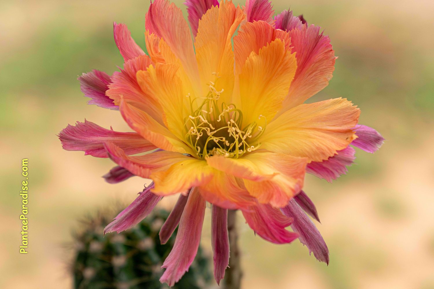 Echinopsis Hybrid Yellow Feather