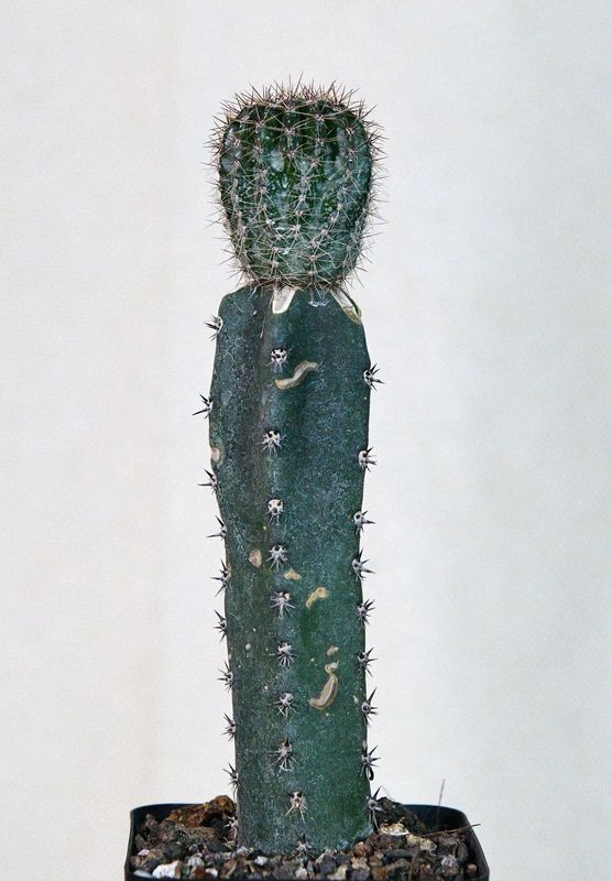 Echinopsis Hybrid Yellow Feather