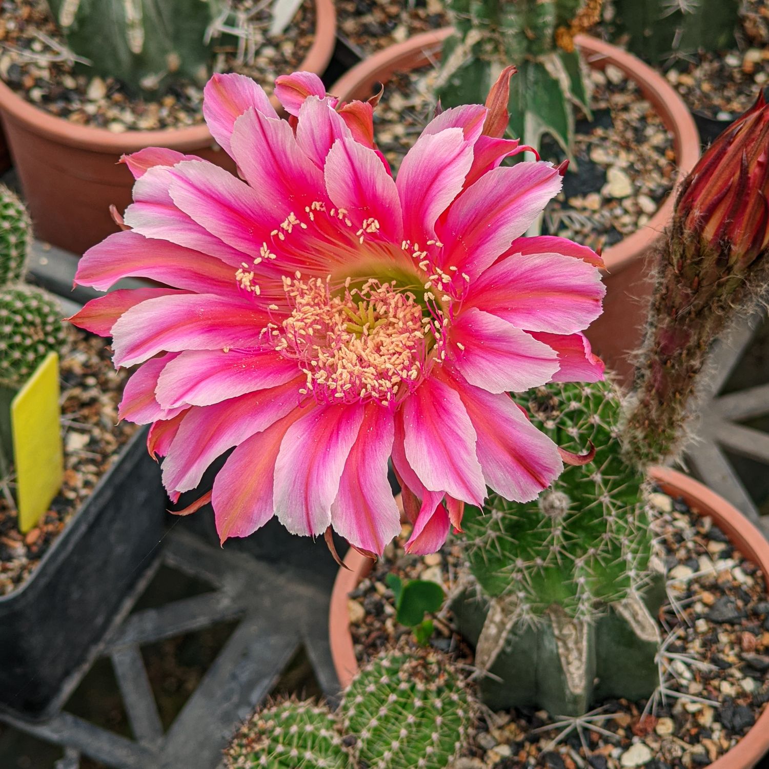 Echinopis hybrid 9by9