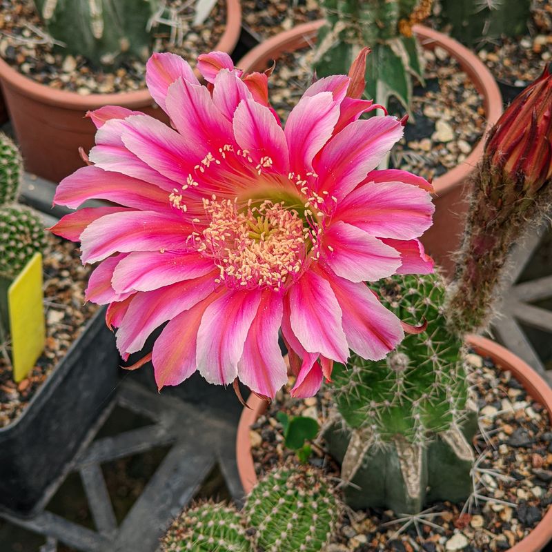 Echinopis hybrid 9by9 Echinopis hybrid 9by9 in bloom with pink flowers