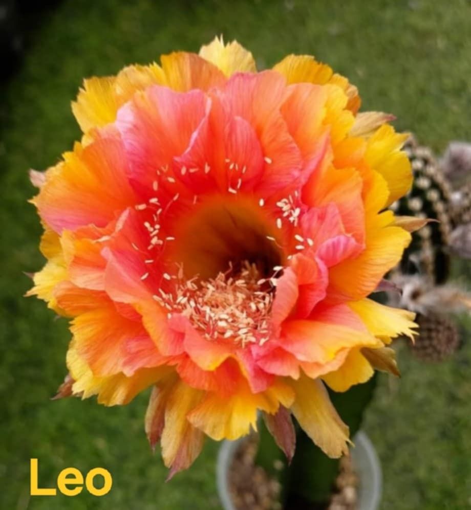 Trichocerous hybrid Leo
