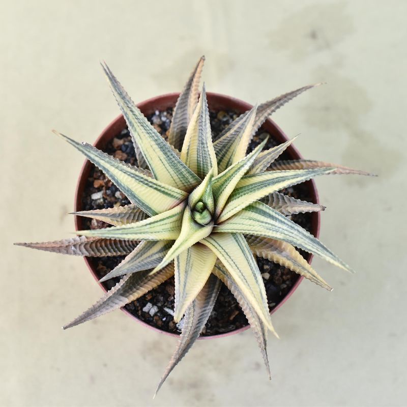Haworthia limifolia f. variegata – Fairy Washboard