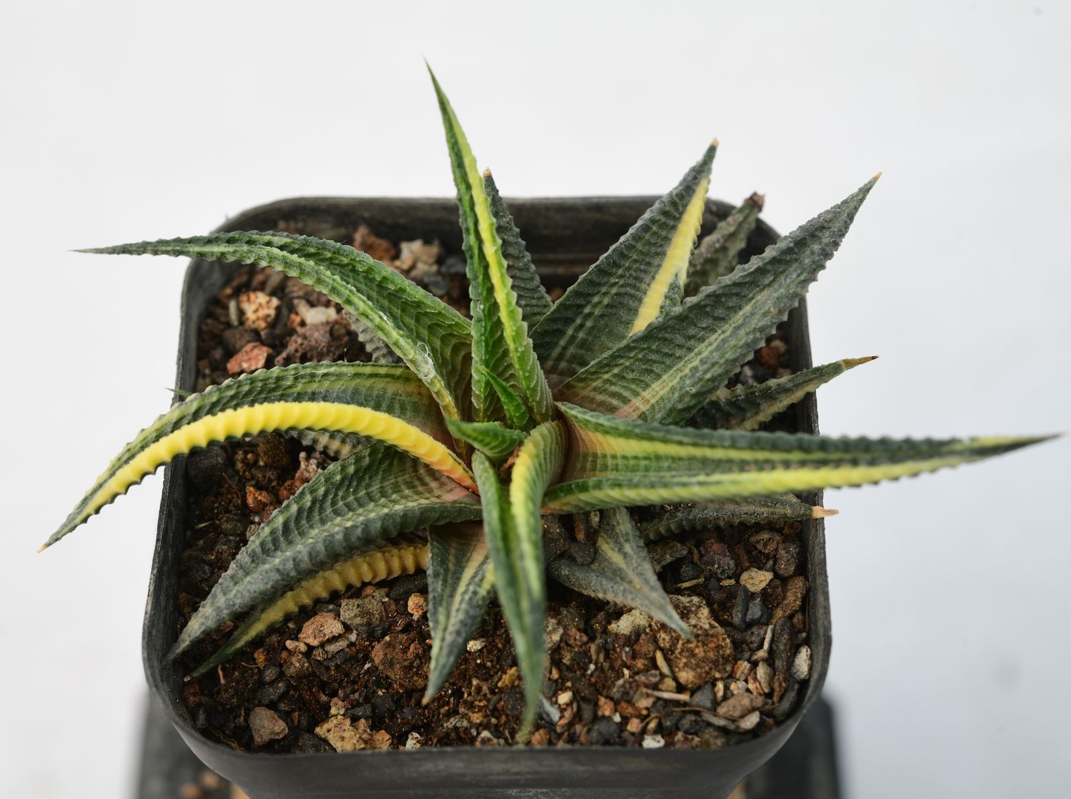 Haworthia limifolia f. variegata – Fairy Washboard Haworthia limifolia f. variegata – Fairy Washboard