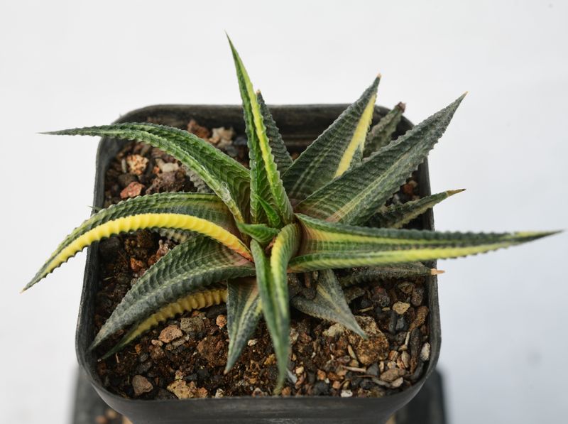 Haworthia limifolia f. variegata – Fairy Washboard Haworthia limifolia f. variegata – Fairy Washboard