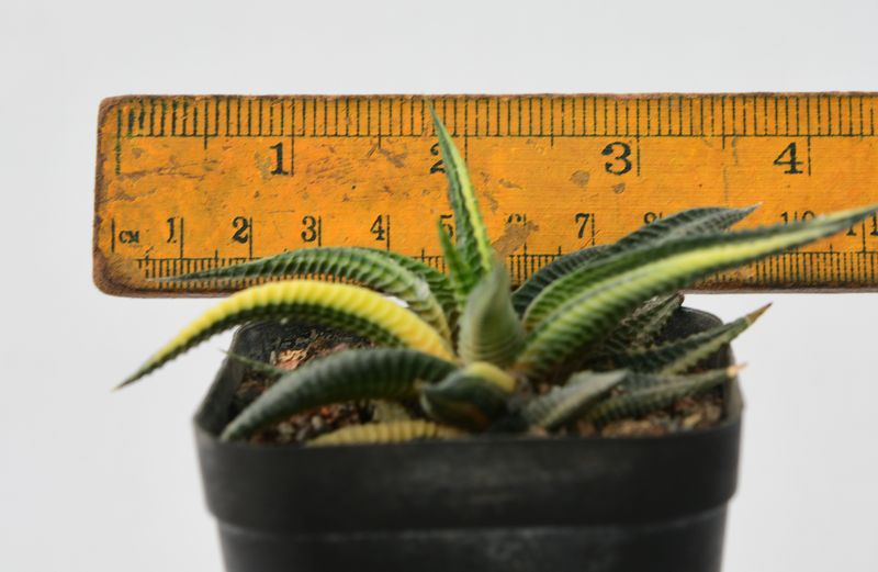 Haworthia limifolia f. variegata – Fairy Washboard