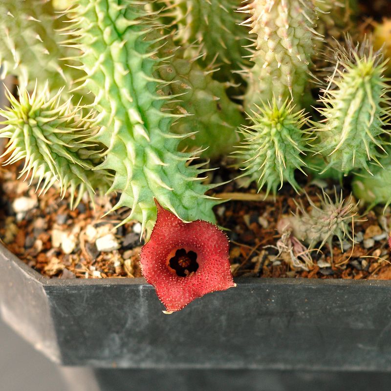 Huernia echidnopsioides
