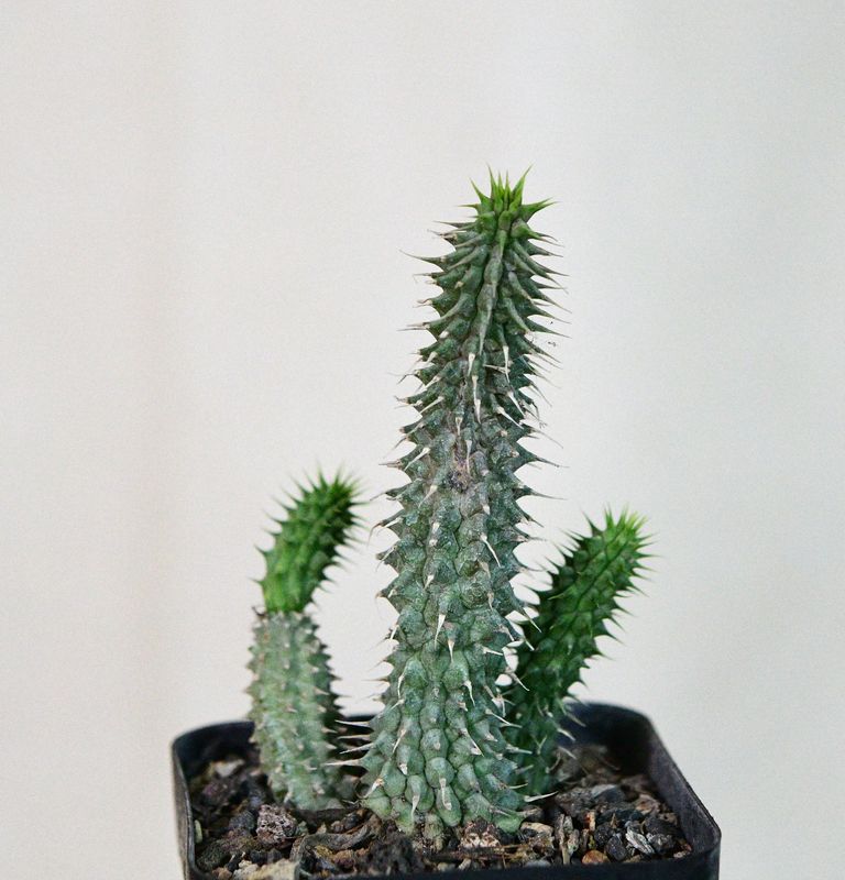 Huernia echidnopsioides