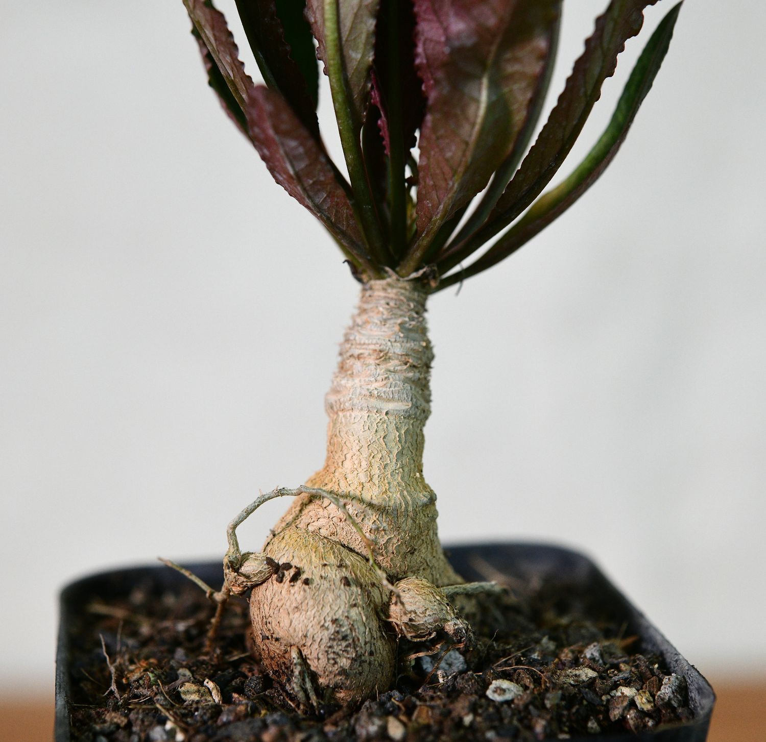 Euphorbia labatii X cremersii full plant with caudex in pot