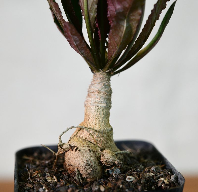 Euphorbia labatii X cremersii Euphorbia labatii X cremersii full plant with caudex in pot