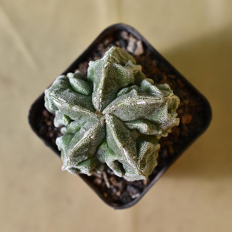 Astrophytum Myriostigma cv FUKURYU